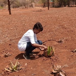 The youth can be  encouraged to find solutions to challenges in dryland farming